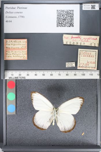 Media type: image;   Entomology 130428